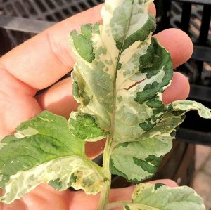 Пестролистные Помидоры Гендальф — Gandolf Variegated Tomato