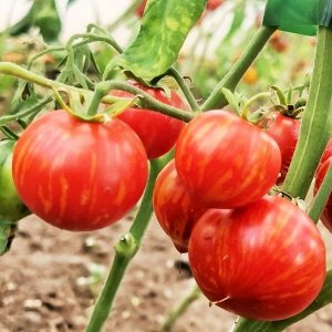 Пестролистные Помидоры Гендальф — Gandolf Variegated Tomato