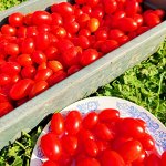 Помидоры Черри Сумасшедшие Красные Ягоды