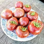 Помидоры Чёрный Карликовый Тигр Чероки