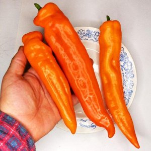 Перец Сладкий Оранжевый Клык Динозавра