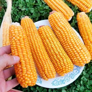 Кукуруза Северная Ранняя Пташка — Early Riser Corn