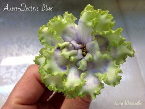 Ален Electric Blue