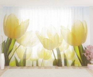 Фототюль Тюльпаны в росе