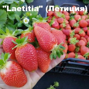 Клубника "Laetitia" (Летиция)