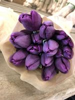 SAIGON фиолетовый тюльпан