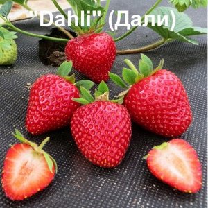 Клубника "Dahli " (Дали) РАННИЙ