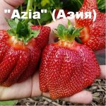 Asia СРЕДНИЙ
