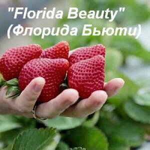 Клубника "Florida Beauty" (Флорида Бьюти)