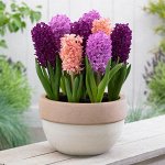 Гиацинт ассорти Pink&amp;Purple упак  3шт