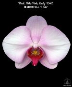 Phal. Miki Pink Lady &#039;1342&#039;