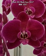 Phal. OX Black Face &#039;1647&#039;