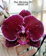 Phal. Miki Galaxy &#039;183&#039;