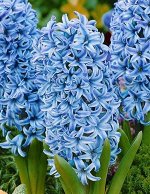 Гиацинт Blue Star