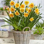 Живые цветы к 8 марта: Азалии, Крокусы, Гиацинты 4/21