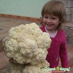 Семена Русский размер