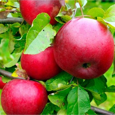 Саженцы плодовые - яблони, груши, абрикосы и многое другое!