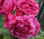 Morden Ruby