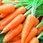 Семена овощных культур. Морковь