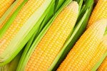 Семена овощных культур. Кукуруза