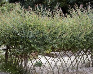 Ива # пурпурная Salix purpurea Usni