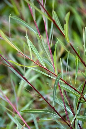 Ива # пурпурная Salix purpurea Usni