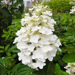 Черенки Hydrangea paniculata Kyushu