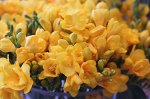 Фрезия ароматная желтая, упак  3шт