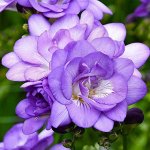 Фрезия махровая голубая, упак  3шт