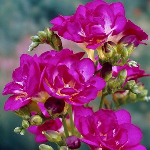 Фрезия махровая розовая "Роз Мари",  5шт