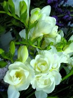 Фрезия махровая белая &quot;Балерина&quot;, упак  3шт