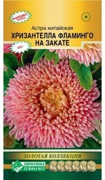 Астра китайская Хризантелла Фламинго на Закате (5 шт)