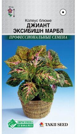 Колеус блюме Джиант Эксибишн Марбл (3 шт) /Takii