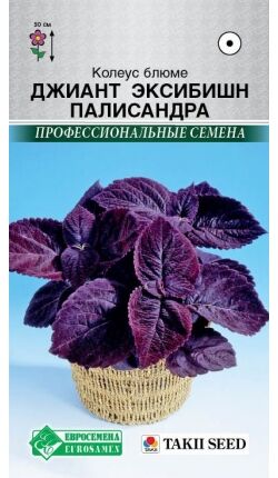 Колеус блюме Джиант Эксибишн Палисандра (3 шт) /Takii