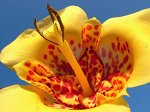 Садовая орхидея Тигридия Специоза, упак  3шт