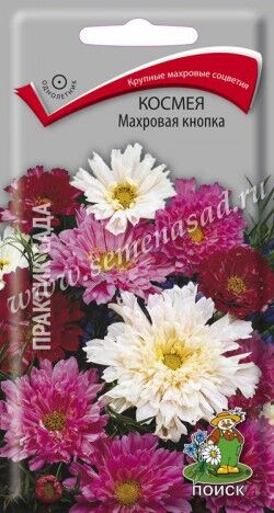 Космея Махровая кнопка ЦП