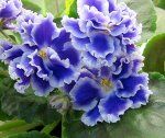 Фиалка Крупные махровые гофрированные цветы с сине-фиолетовым пальчиком на каждом лепестке, широкий белый край. Образует шикарный букет в центре аккуратной выставочной розетки