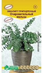 Эвкалипт припудренный Очаровательный малыш (3 шт)