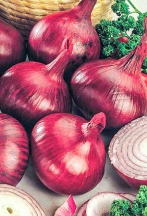 лук севок красный. кармен мс севок. кармен мс. лук севок кармен. лук-севок ред барон.