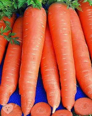 Морковь Вита Лонга 1000шт серия Johnsons