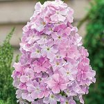 Флокс метельчатый Кул Вотер