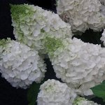 Гортензия метельчатая Magical Mont Blank НОВИНКА, 4-6 вето