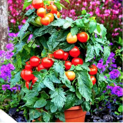 Балконные томаты и огурцы! Вырасти сам!