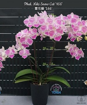 Phal. Miki Romance