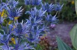 Синеголовник альпийский Eryngium alpinum Blue Star
