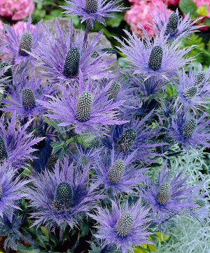 Синеголовник альпийский Eryngium alpinum Blue Star