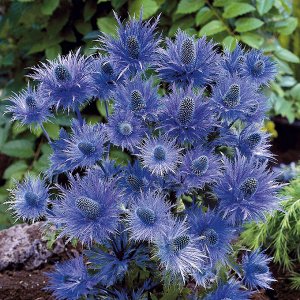 Синеголовник альпийский Eryngium alpinum Blue Star