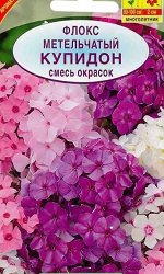 Флокс метельчатый Купидон, смесь окрасок А