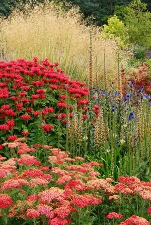 Монарда Monarda Gardenvieuw Scarlet