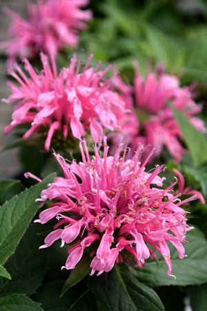 Монарда Monarda Croftway Pink BR